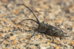 Monochamus sutor