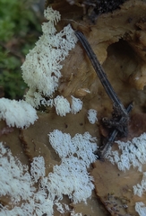 Ceratiomyxa fruticulosa