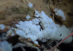 Ceratiomyxa fruticulosa