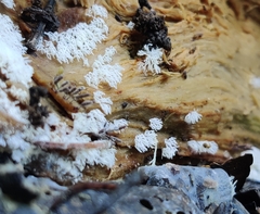 Ceratiomyxa fruticulosa