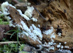 Ceratiomyxa fruticulosa