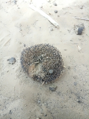 Paraechinus aethiopicus