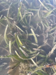 Zosteraceae