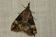 Hypena obsitalis