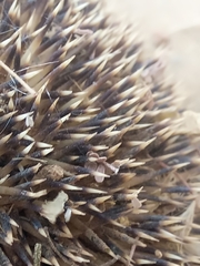 Paraechinus aethiopicus