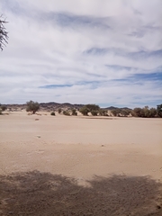 Paraechinus aethiopicus