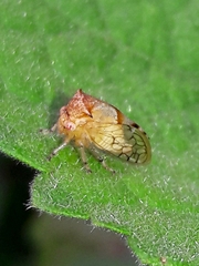 Membracidae