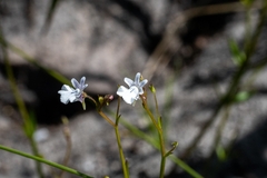 Nemesia diffusa