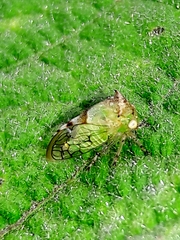 Membracidae