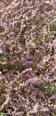 Limonium narbonense