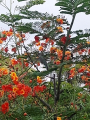 Thalurania furcata