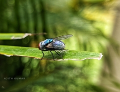 Lucilia coeruleiviridis