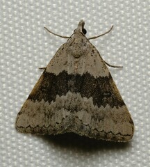 Dichromodes indicataria