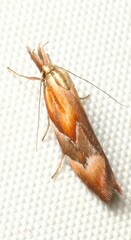 Deigmoesta lithocosma