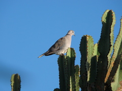 Streptopelia capicola