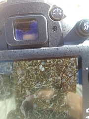 Urocolius macrourus