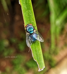 Lucilia coeruleiviridis