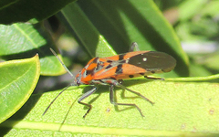 Spilostethus macilentus
