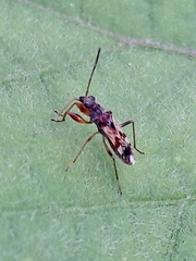 Neopamera