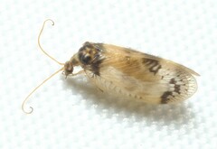 Carobius pulchellus