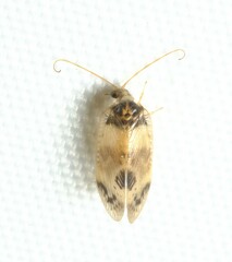 Carobius pulchellus