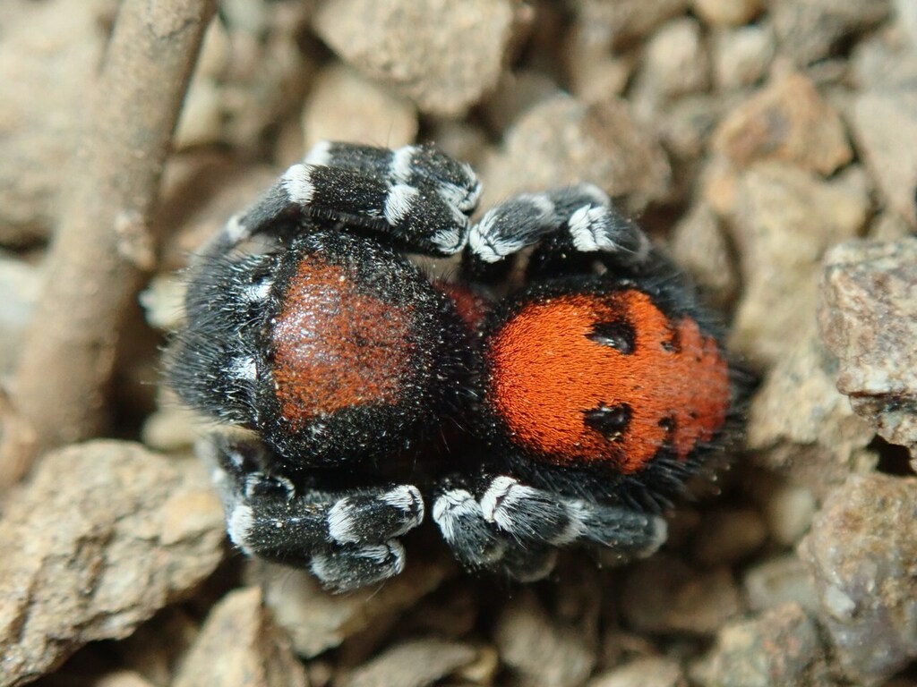 Loureedia lucasi