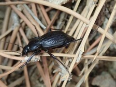Carabus famini