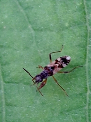 Neopamera