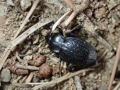 Carabus famini