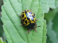 Calligrapha polyspila