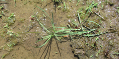 Tulbaghia