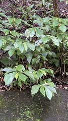 Elatostema platyphyllum