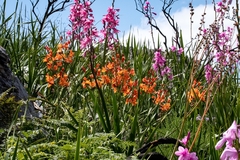 Pillansia templemannii