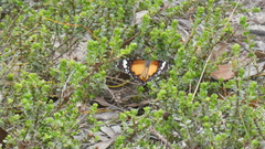 Danaus petilia