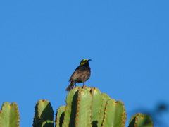 Cinnyris mariquensis