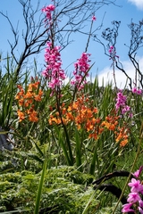 Pillansia templemannii