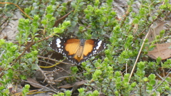Danaus petilia