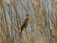 Locustella luscinioides