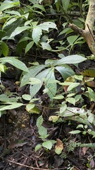 Elatostema platyphyllum