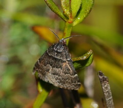 Dichromodes ainaria