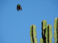 Cinnyris mariquensis