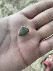 Tellinoidea