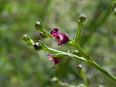 Scrophularia canina