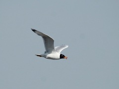 Ichthyaetus ichthyaetus