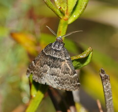 Dichromodes ainaria
