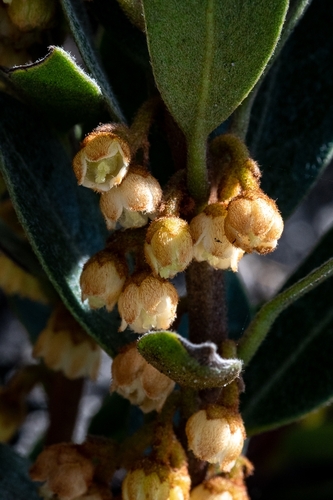 Image of Euclea polyandra by (c) magriet b, some rights reserved (CC BY-SA)