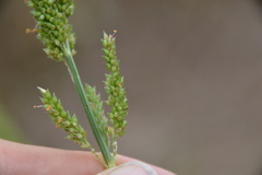 Echinochloa crus-pavonis macera