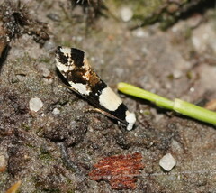 Monopis icterogastra