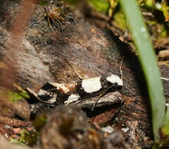 Monopis icterogastra