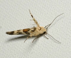 Stathmopoda melanochra